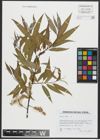 Foto von Salix alba L.